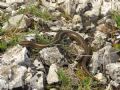 Chalcides Chalcides